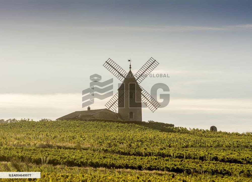 Illustration - Beaujolais