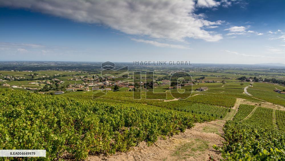 Illustration - Beaujolais