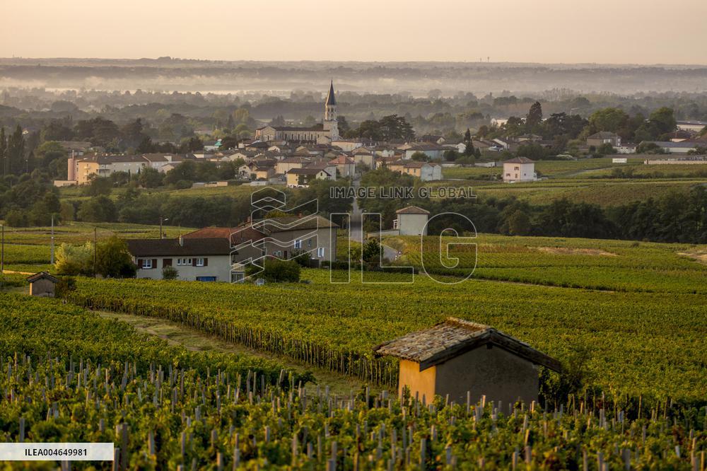 Illustration - Beaujolais