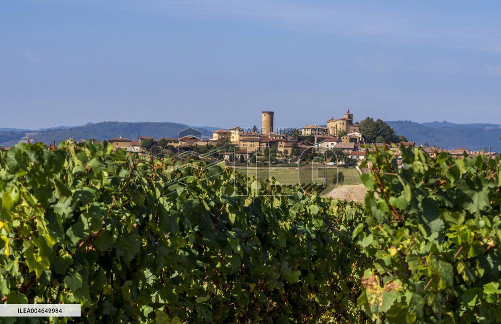 Illustration - Beaujolais