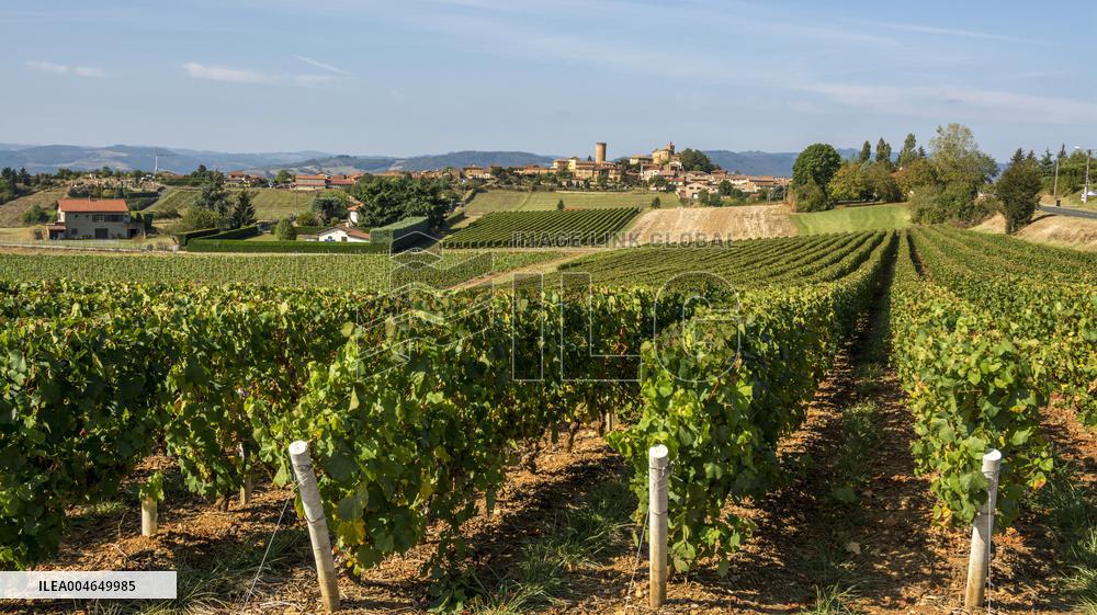 Illustration - Beaujolais