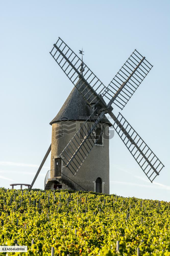 Illustration - Beaujolais