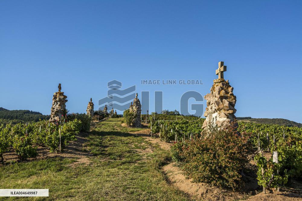 Illustration - Beaujolais