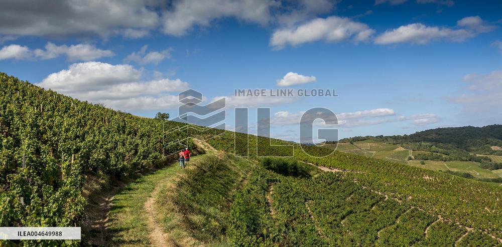 Illustration - Beaujolais