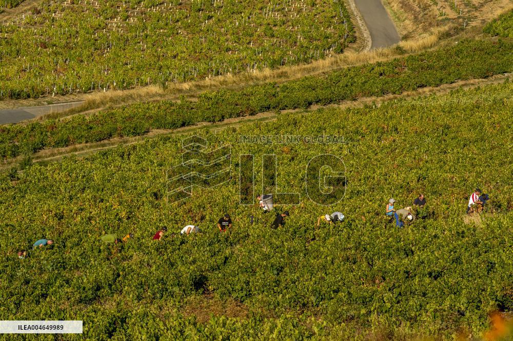 Illustration - Beaujolais