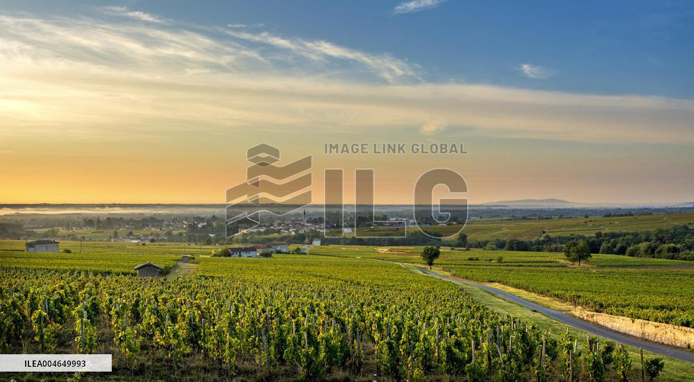 Illustration - Beaujolais