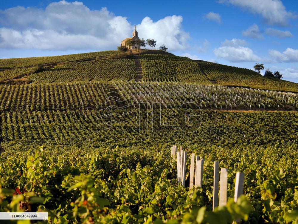 Illustration - Beaujolais