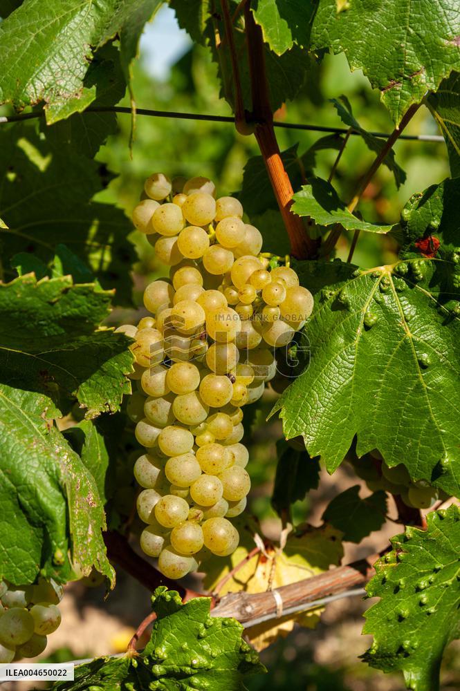 First Day Of Hand Harvest For Champagne - Aube