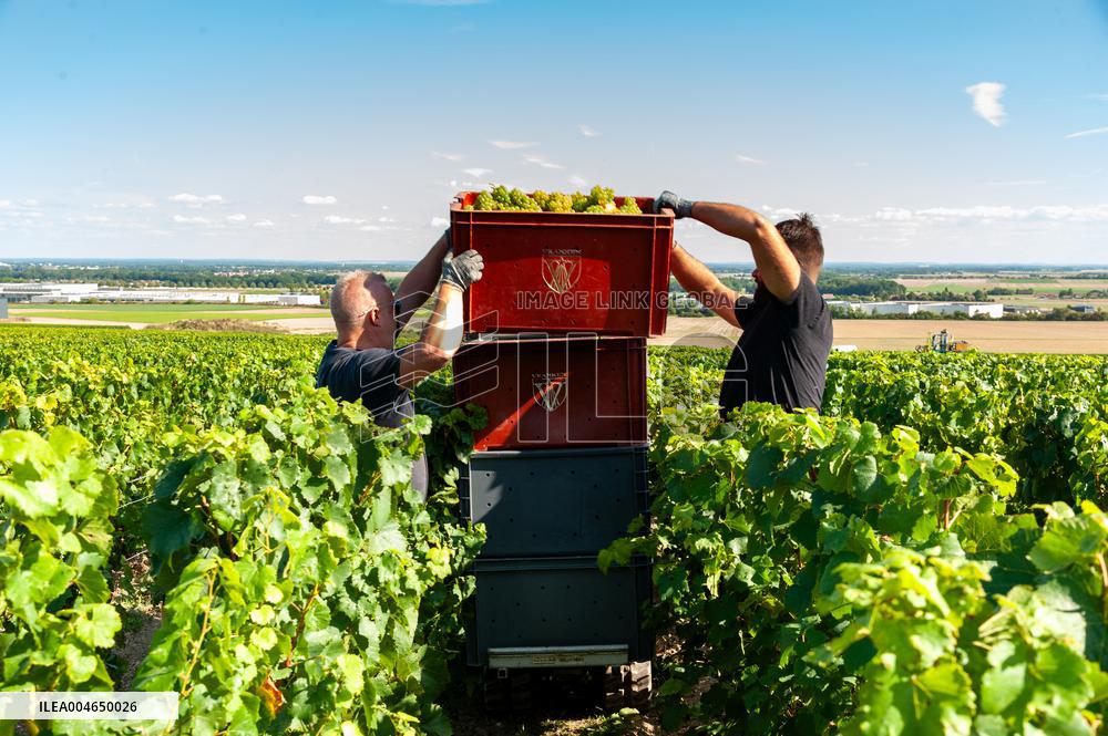 First Day Of Hand Harvest For Champagne - Aube