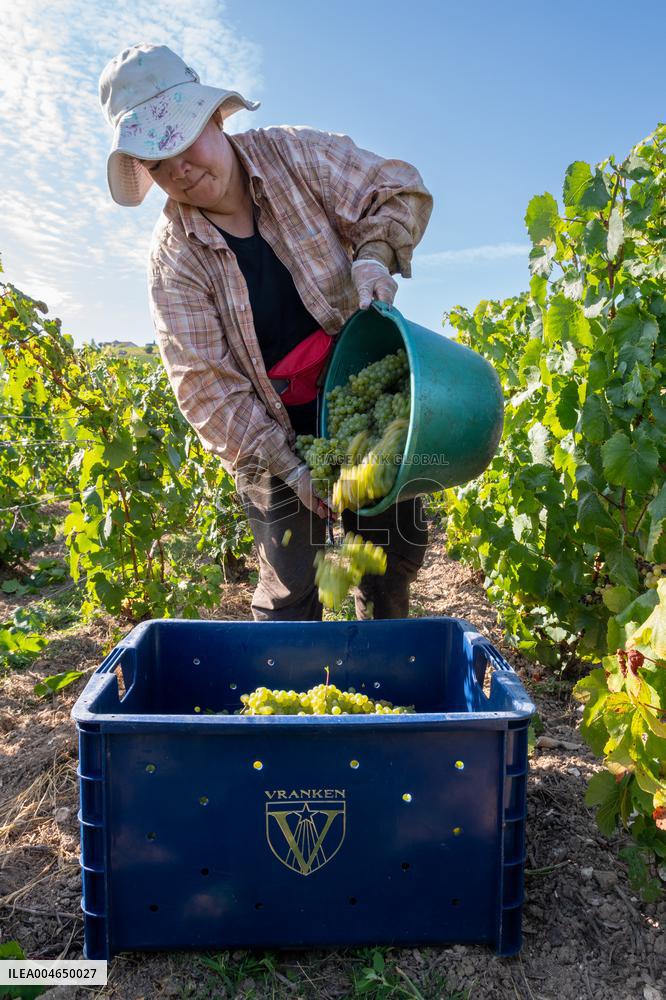 First Day Of Hand Harvest For Champagne - Aube