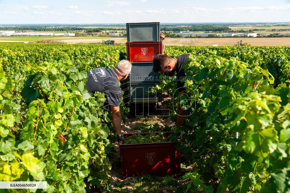 First Day Of Hand Harvest For Champagne - Aube
