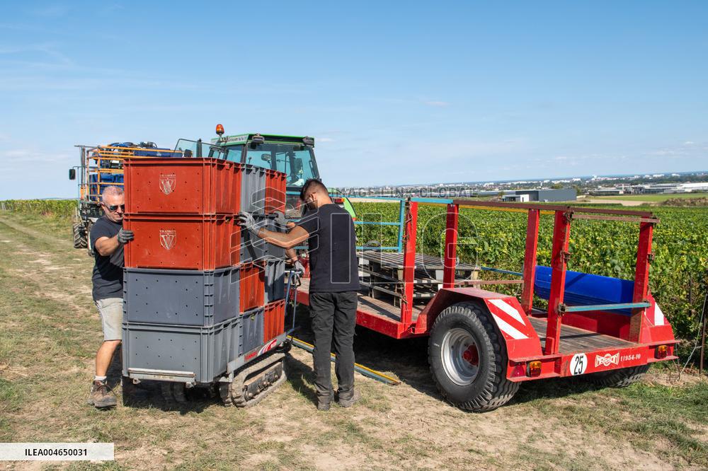 First Day Of Hand Harvest For Champagne - Aube