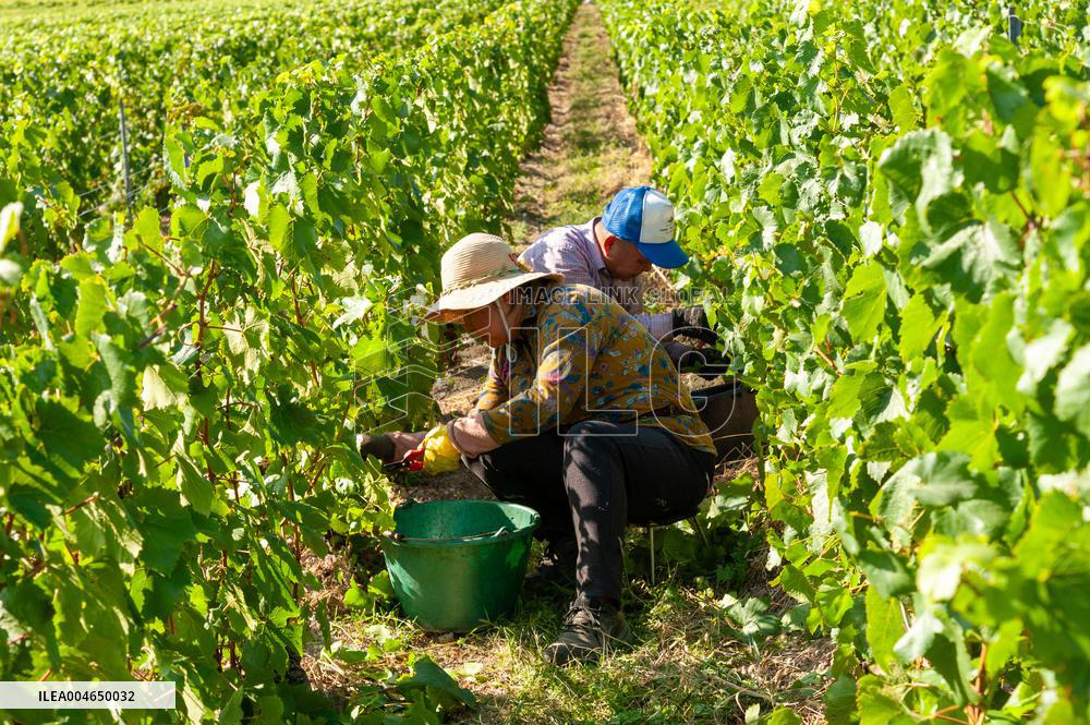 First Day Of Hand Harvest For Champagne - Aube