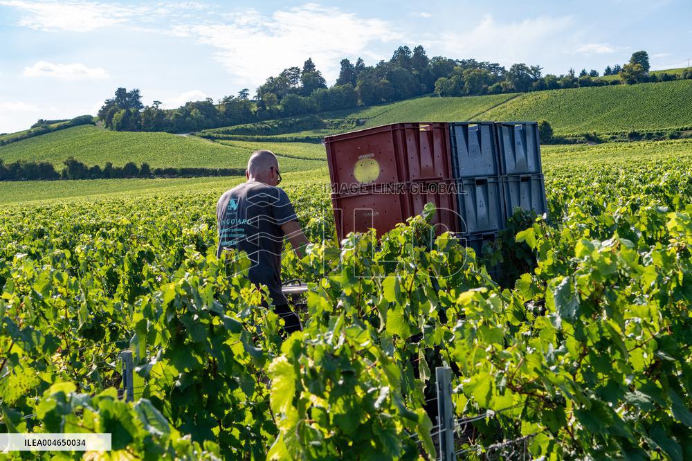 First Day Of Hand Harvest For Champagne - Aube