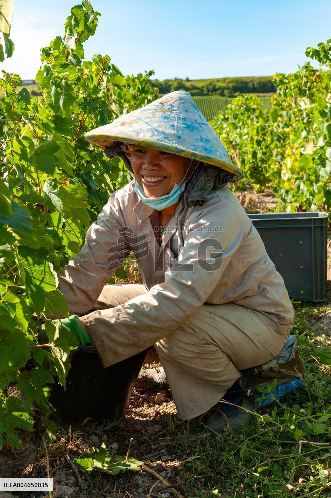 First Day Of Hand Harvest For Champagne - Aube