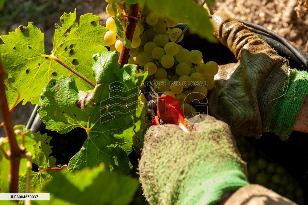 First Day Of Hand Harvest For Champagne - Aube