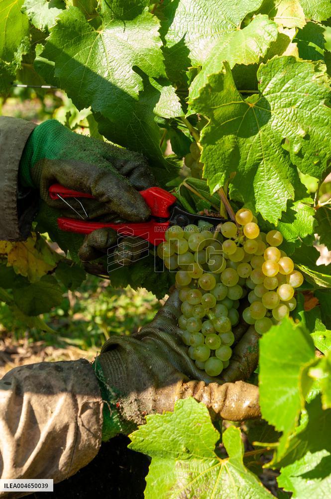 First Day Of Hand Harvest For Champagne - Aube
