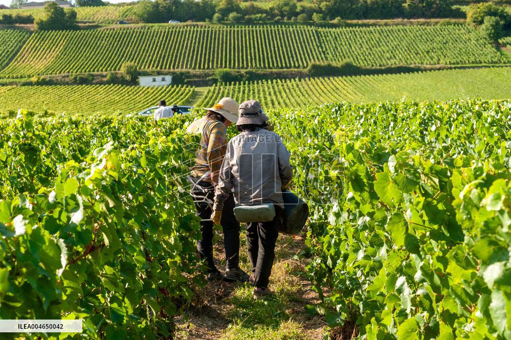 First Day Of Hand Harvest For Champagne - Aube
