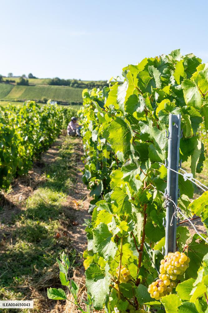First Day Of Hand Harvest For Champagne - Aube