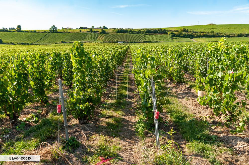 First Day Of Hand Harvest For Champagne - Aube