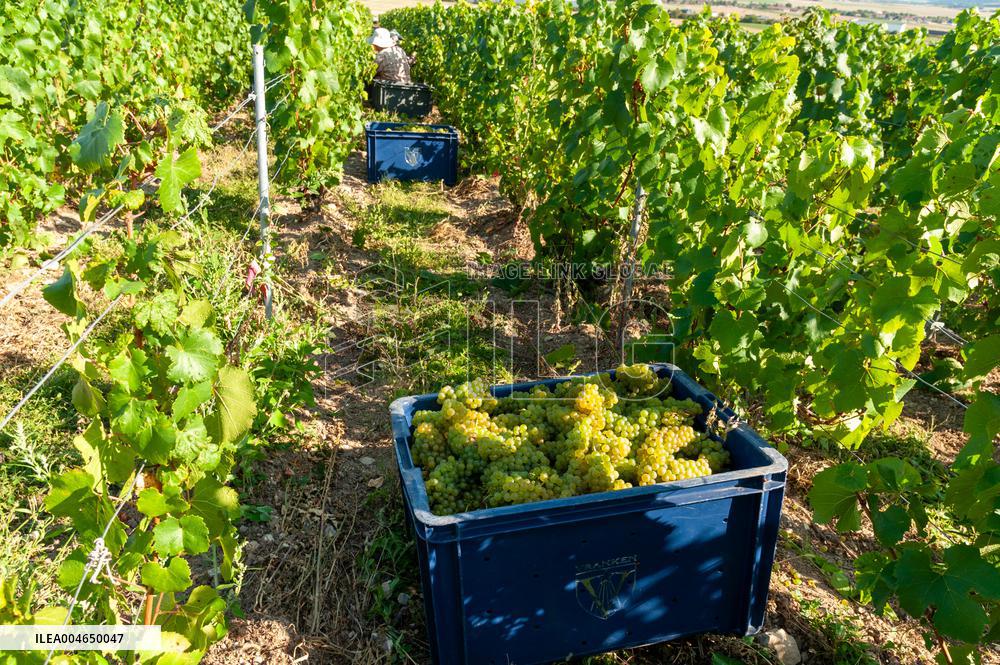First Day Of Hand Harvest For Champagne - Aube