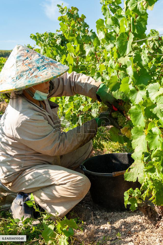 First Day Of Hand Harvest For Champagne - Aube
