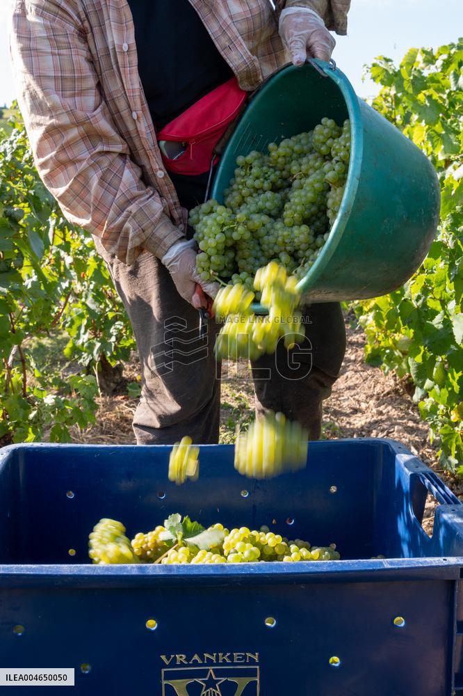First Day Of Hand Harvest For Champagne - Aube