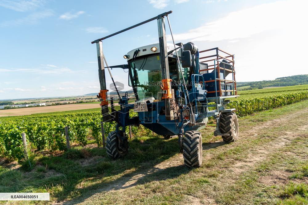 First Day Of Hand Harvest For Champagne - Aube