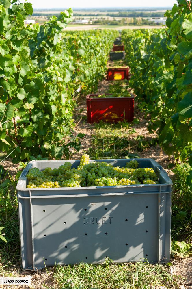 First Day Of Hand Harvest For Champagne - Aube