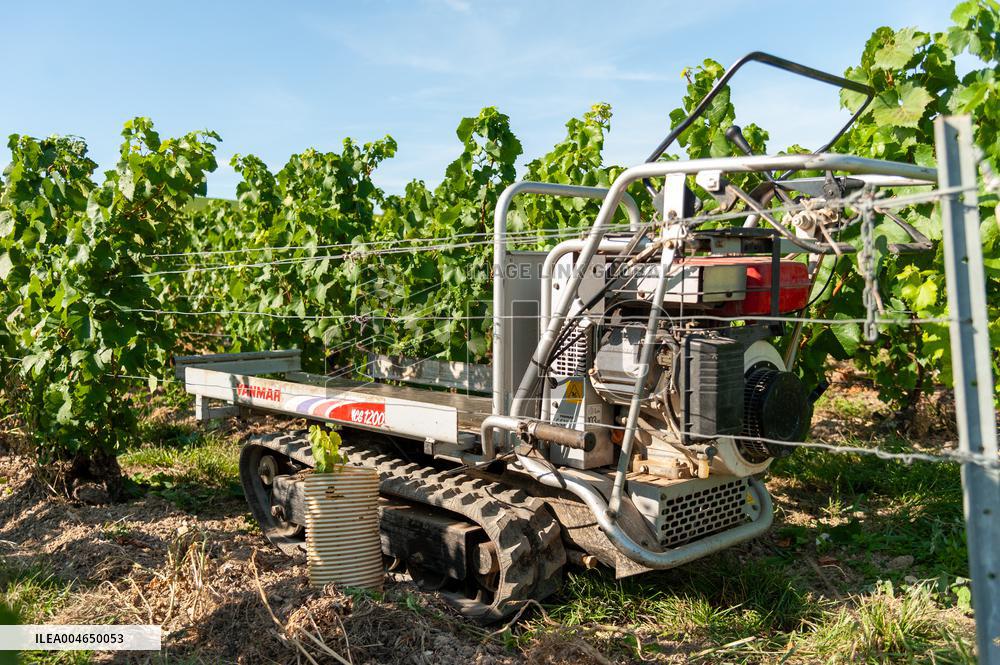 First Day Of Hand Harvest For Champagne - Aube