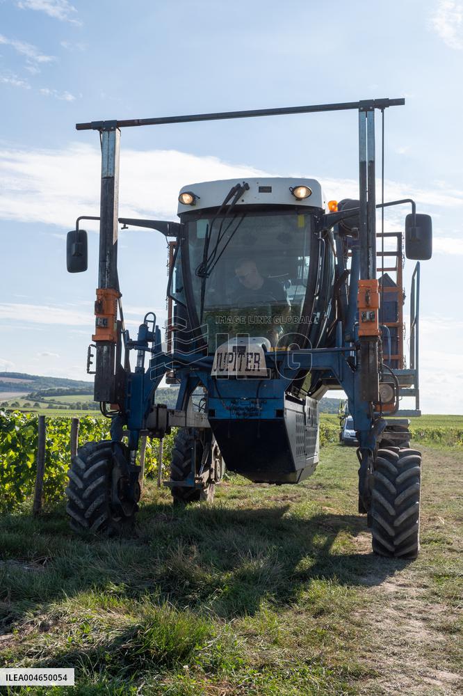 First Day Of Hand Harvest For Champagne - Aube