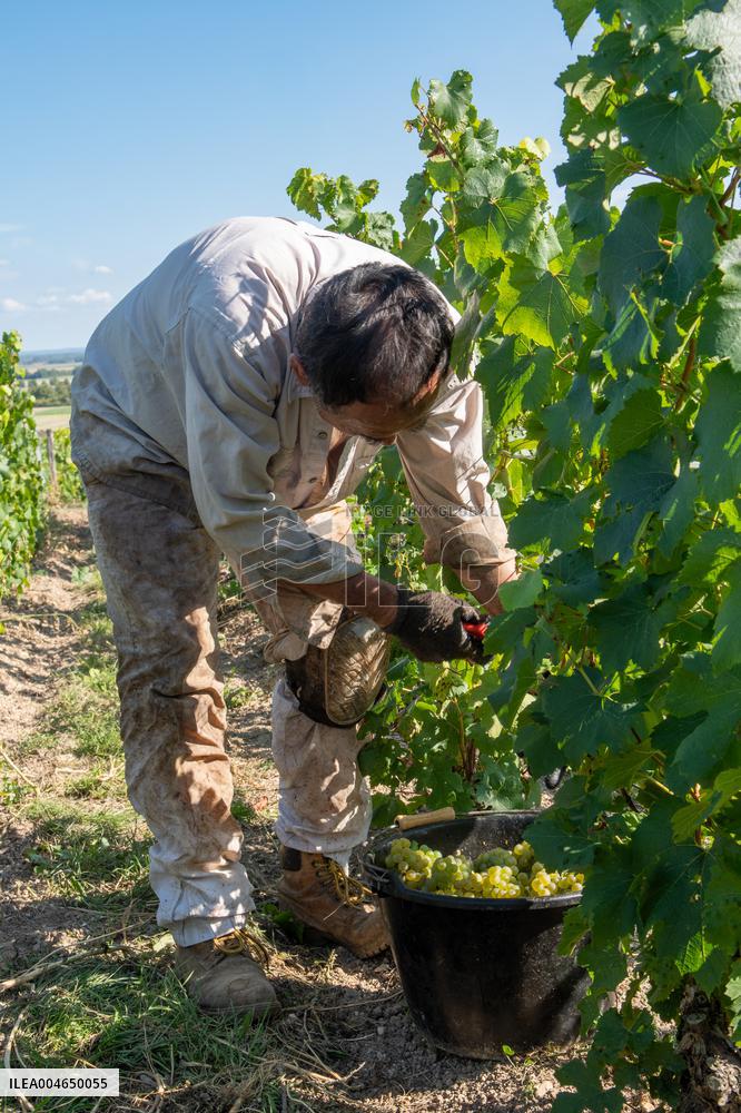 First Day Of Hand Harvest For Champagne - Aube