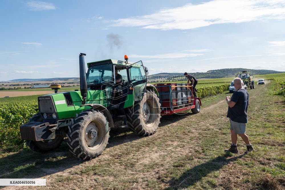 First Day Of Hand Harvest For Champagne - Aube