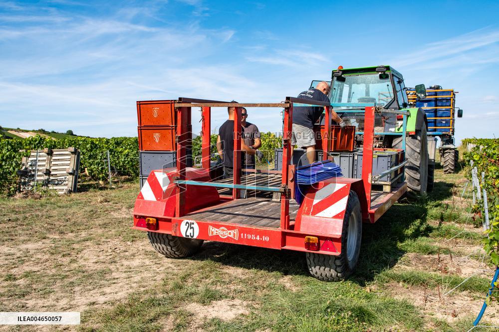 First Day Of Hand Harvest For Champagne - Aube