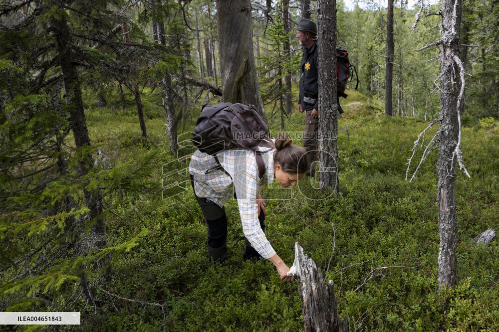 CROWN PRINCESS IN BJÖRNLANDETA NATURE RESERVE