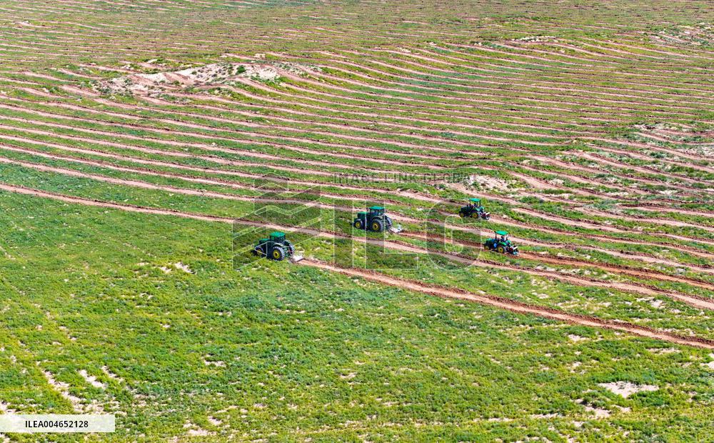 Kubuqi Desert Ecology
