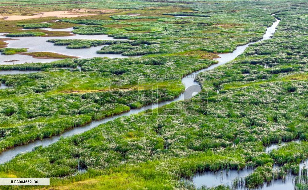 Kubuqi Desert Ecology