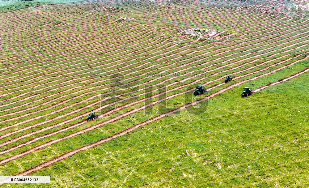 Kubuqi Desert Ecology