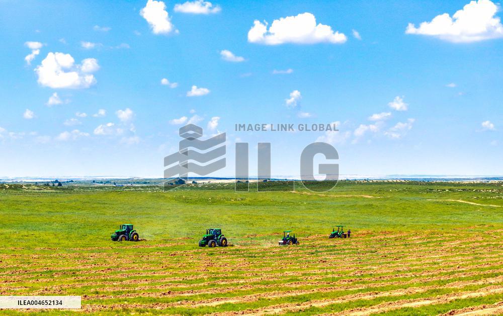 Kubuqi Desert Ecology