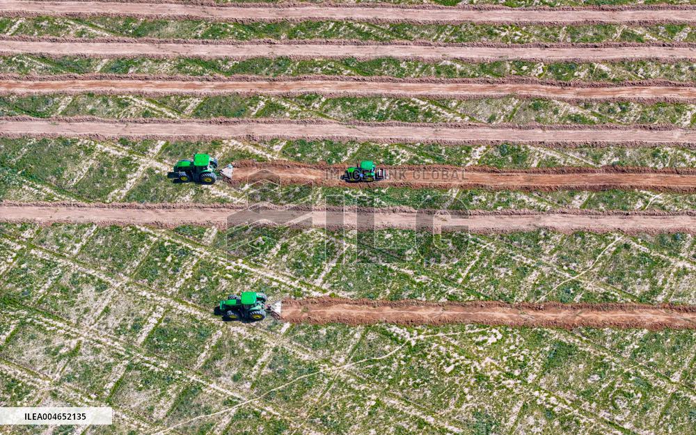 Kubuqi Desert Ecology