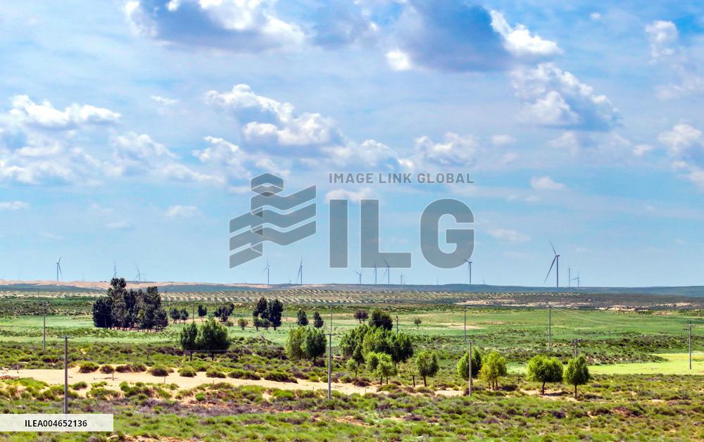 Kubuqi Desert Ecology