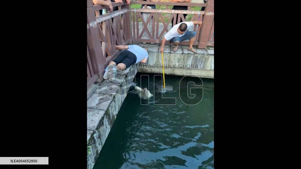 China: Men Rescue Dog From Drowning in Hunan River