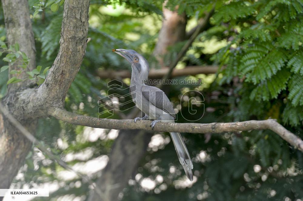 Grey Hornbill Bird - India
