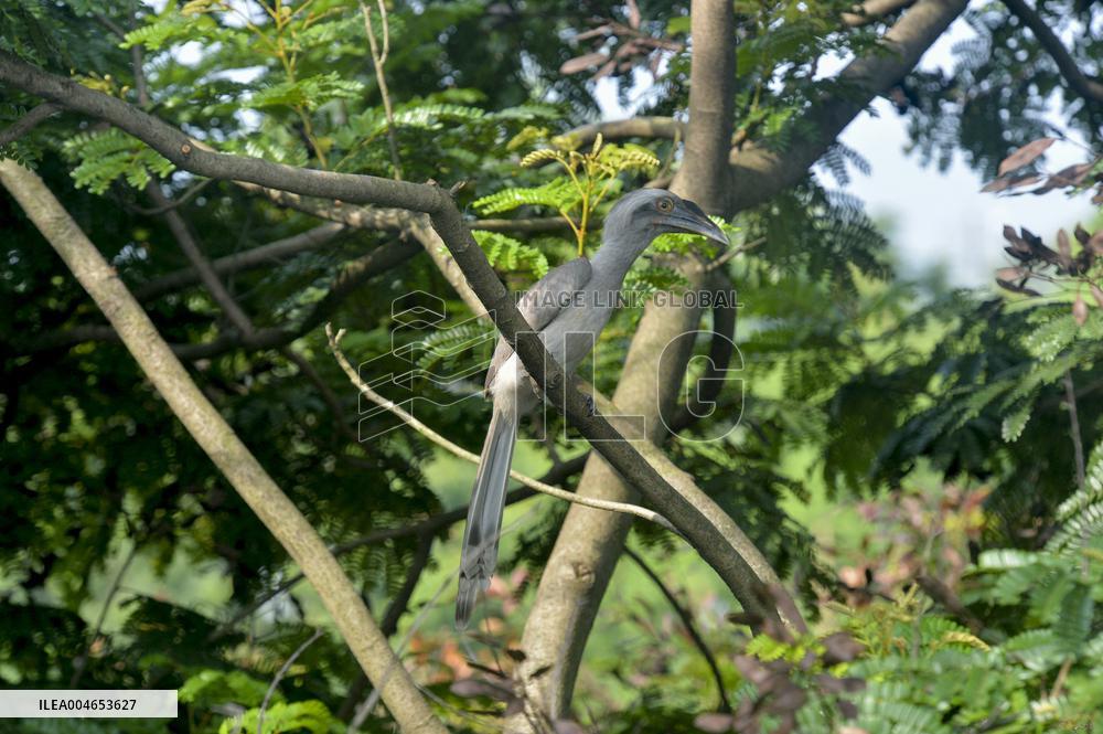 Grey Hornbill Bird - India