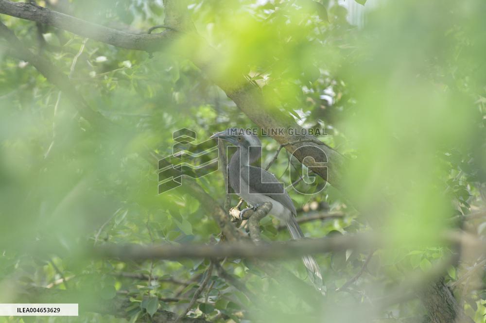 Grey Hornbill Bird - India