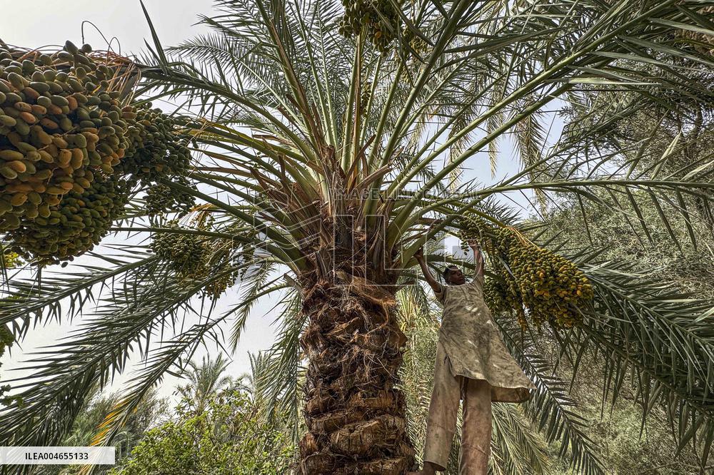 Date Harvest - Egypt