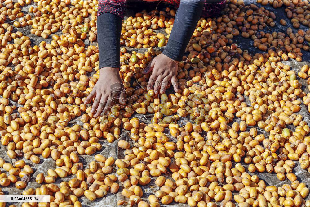 Date Harvest - Egypt