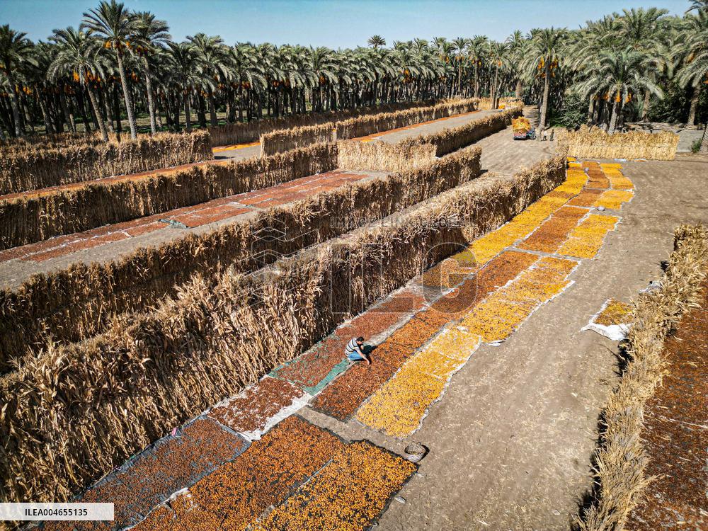 Date Harvest - Egypt