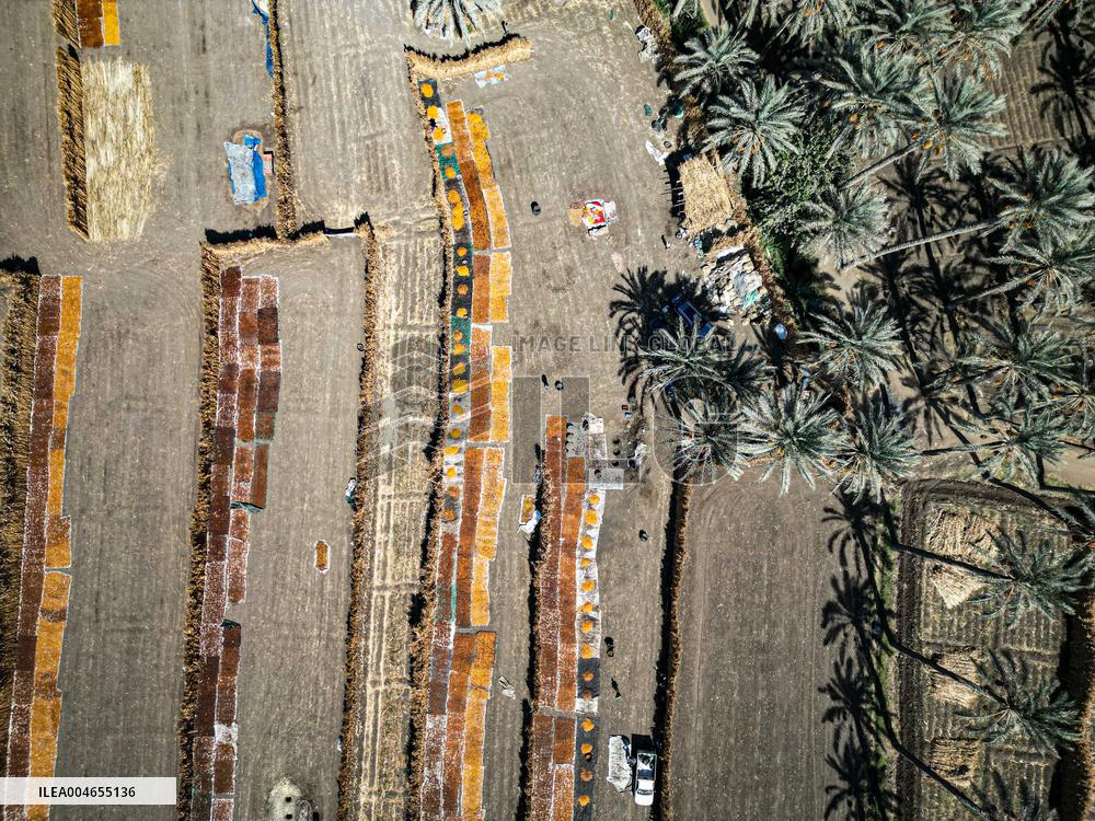 Date Harvest - Egypt