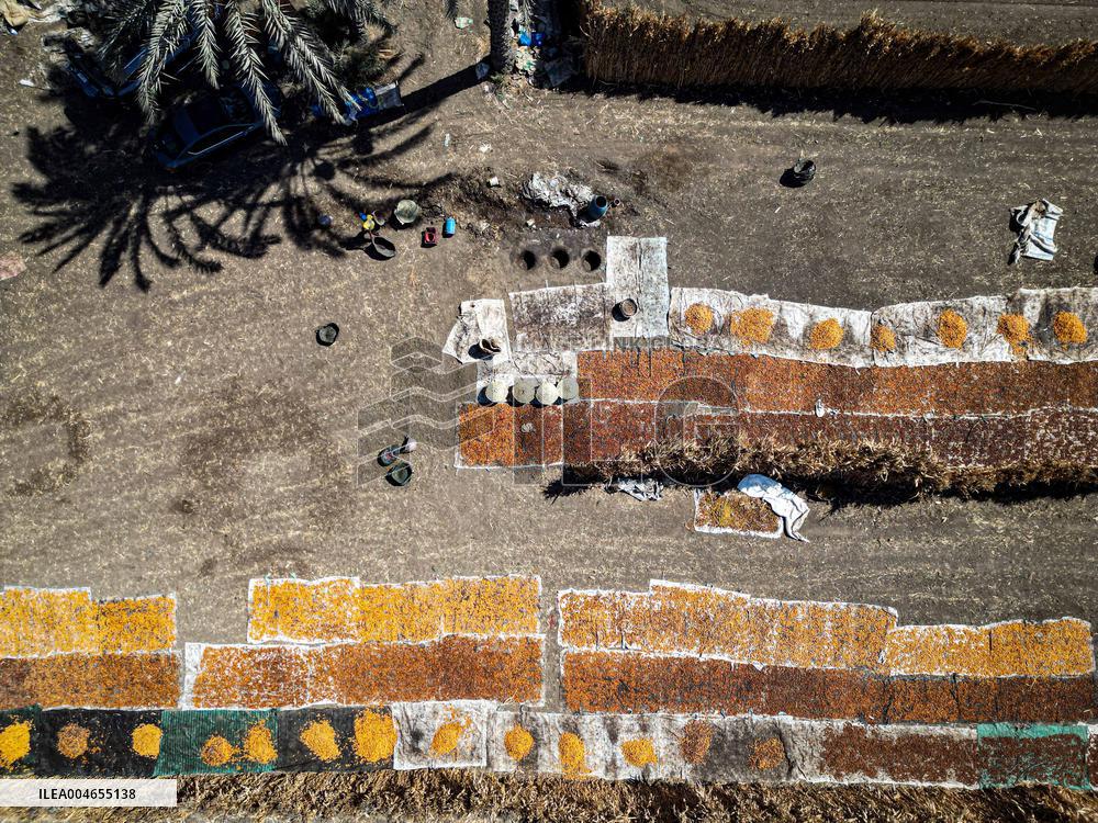 Date Harvest - Egypt